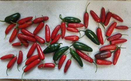 peppers